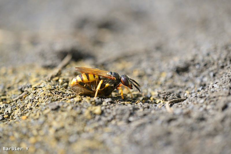 Philanthus triangulum