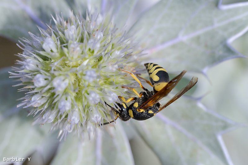 Euodynerus dantici