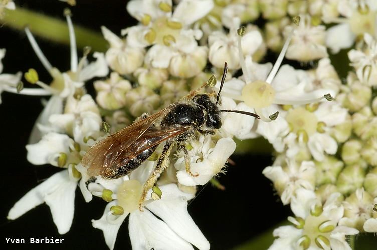 Andrena chrysoceles