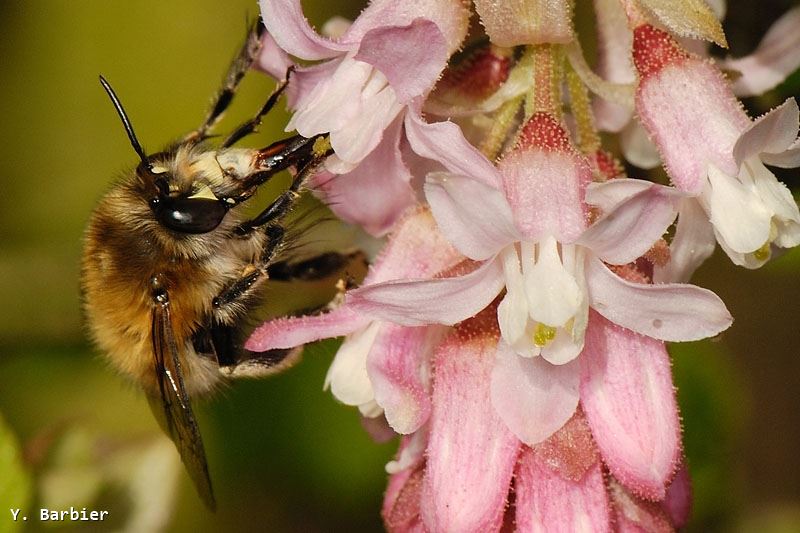 Anthophora plumipes mâle