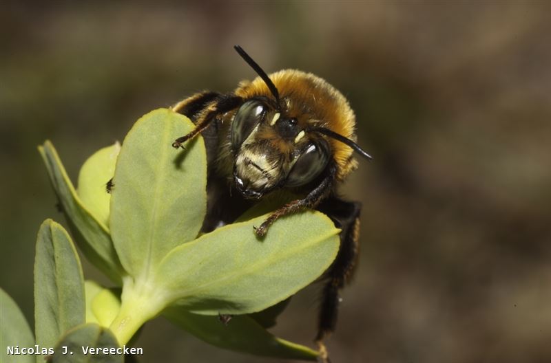 Anthophora retusa