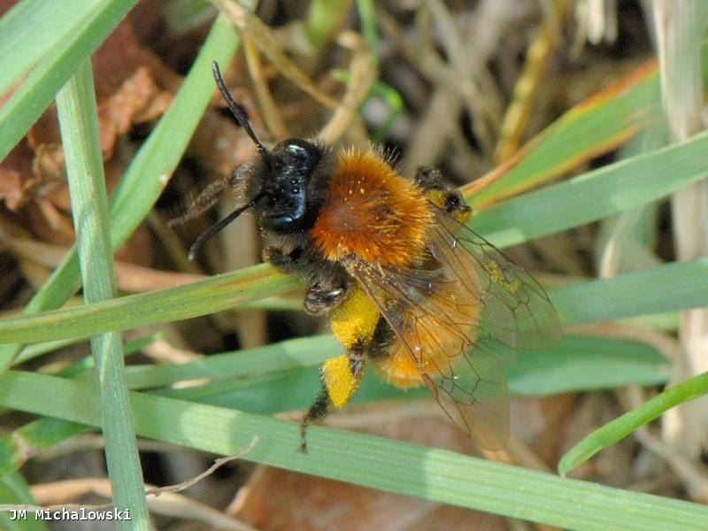 Andrena fulva 