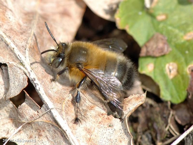 Anthophora plumipes