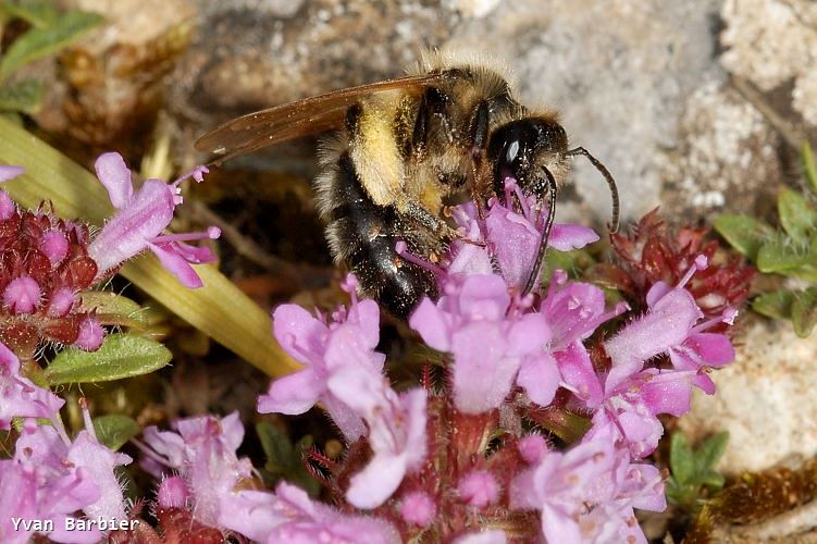 Andrena jacobi