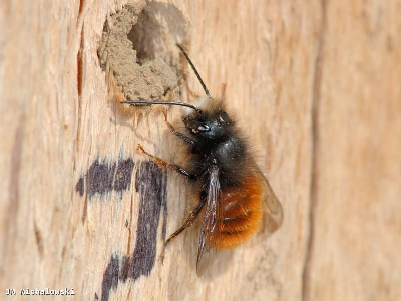 Osmia cornuta