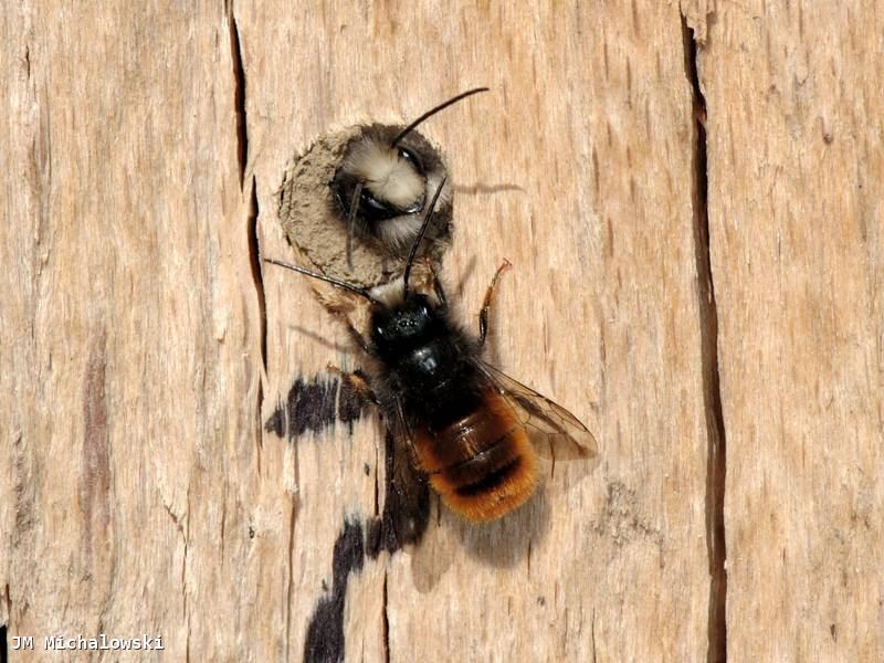 Osmia cornuta