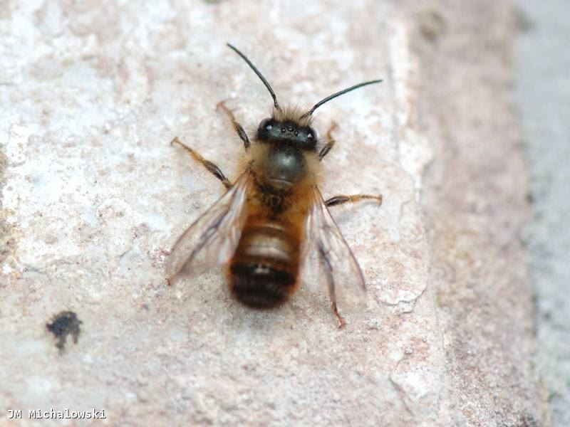 Osmia rufa