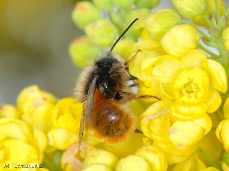 Osmia rufa