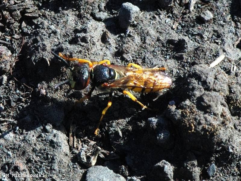 Philanthus triangulum