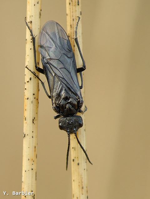 Dolerus cf niger