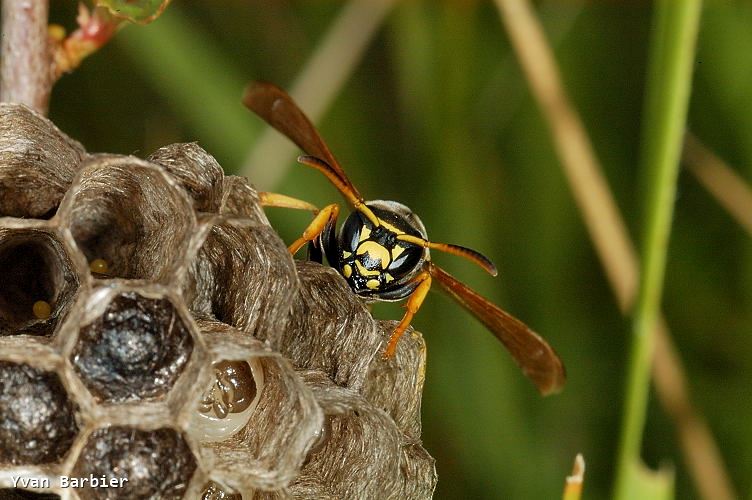 Polistes biglumis