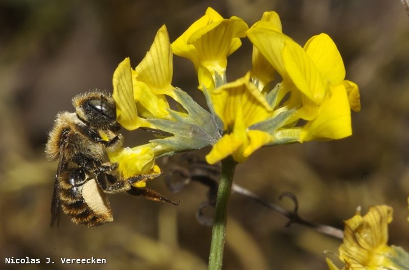 Osmia aurulenta