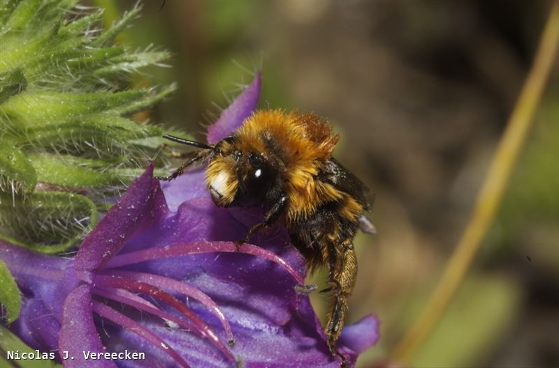 Anthophora nigrovittata (mâle)