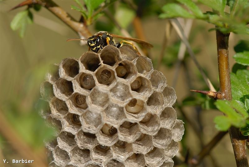 Polistes nimpha