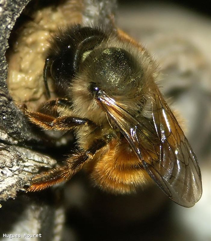 Osmia rufa (Linne 1758)