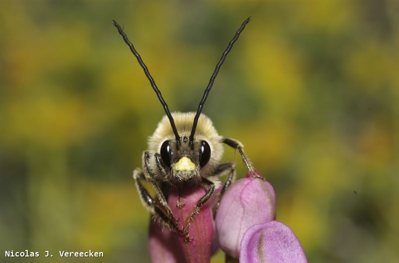 Eucera nigrescens