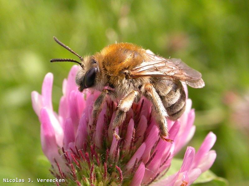 Eucera nigrescens