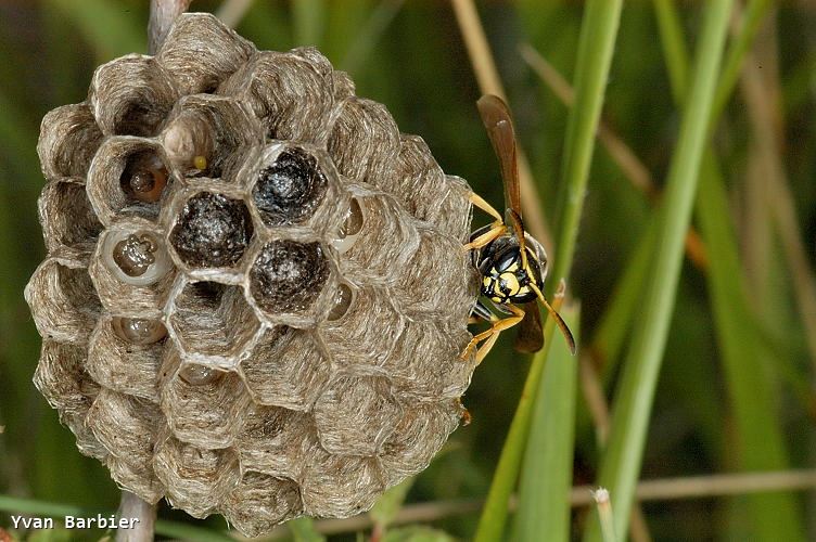 Polistes biglumis