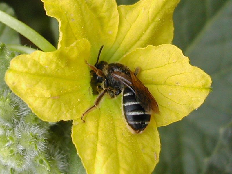 Halictus compressus