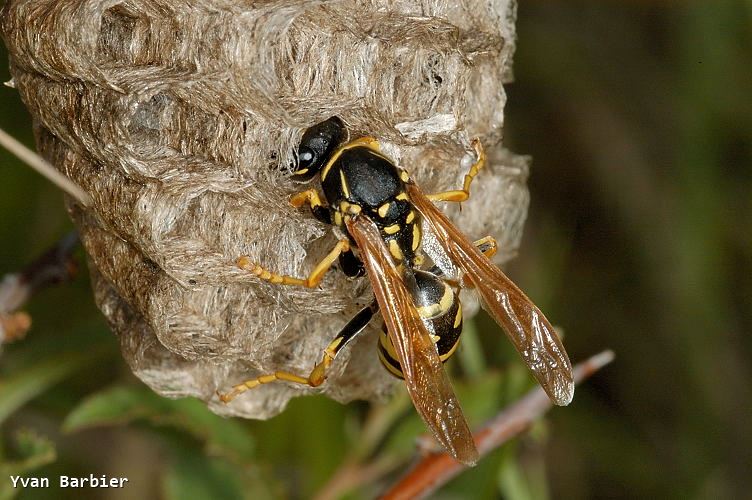 Polistes biglumis