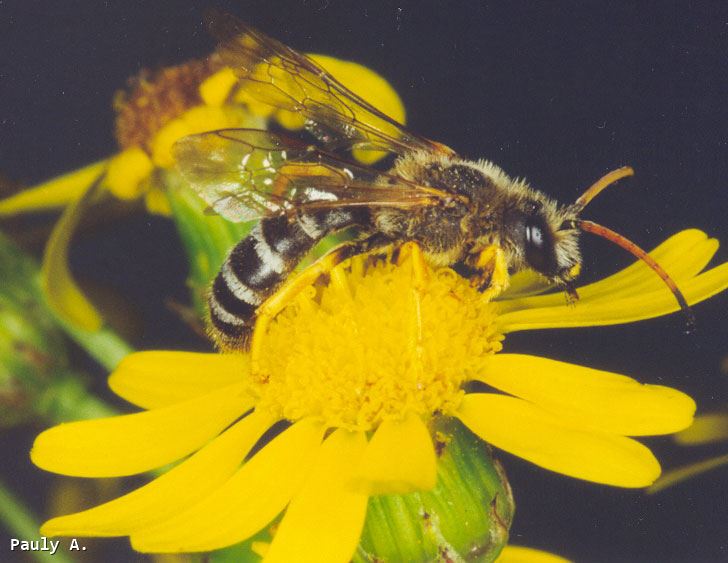 Halictus sexcinctus