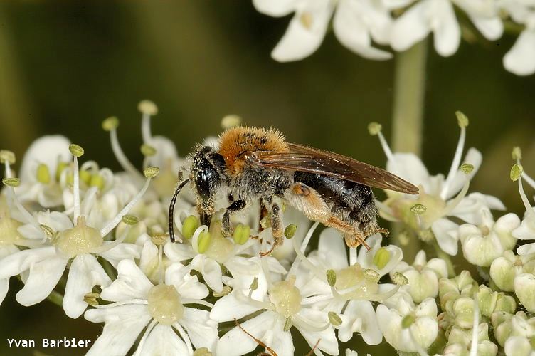 Andrena haemorrhoa