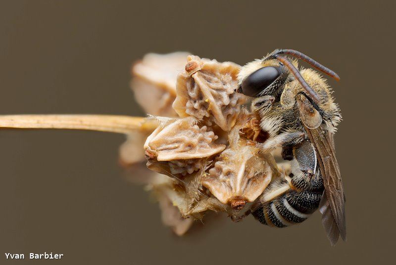 Nomiapis diversipes