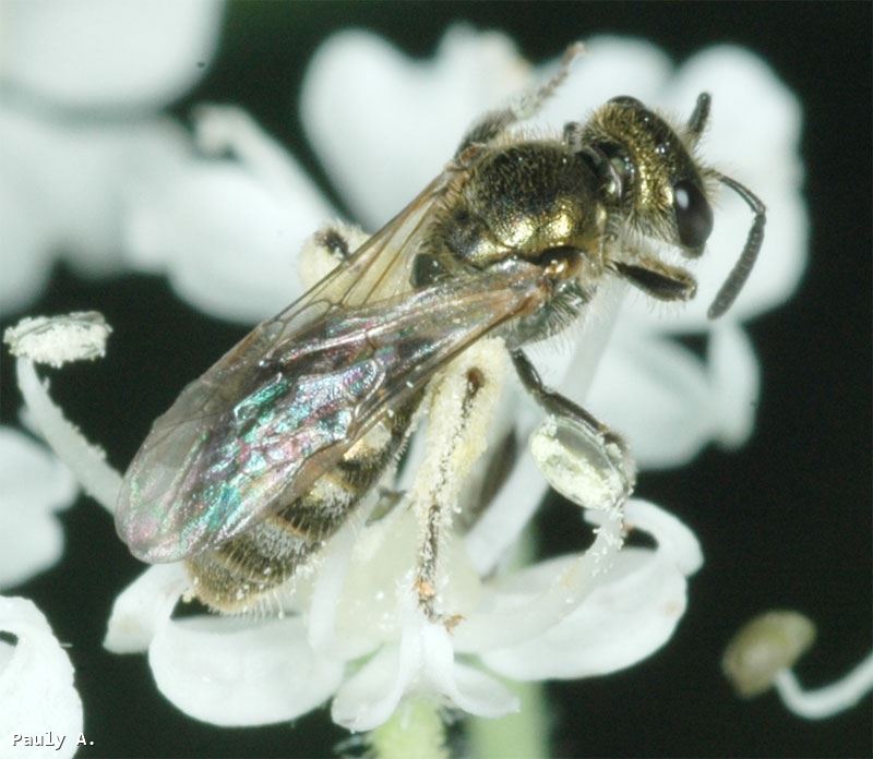 Lasioglossum (Evylaeus) nitidulum