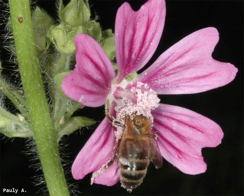 Apis mellifera