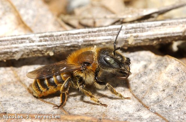 Osmia aurulenta