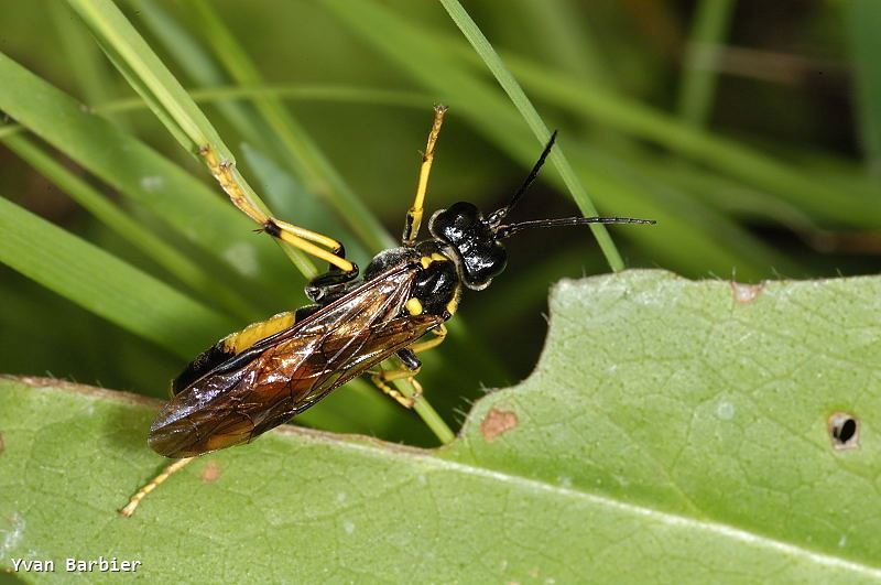 Tenthredo maculata