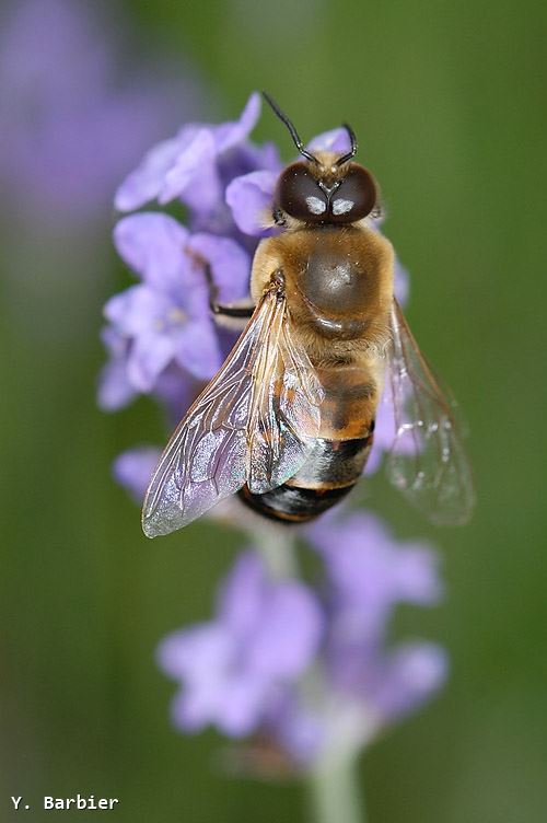 Apis mellifera mâle