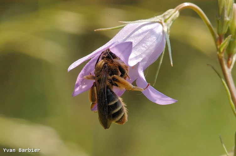 Andrena pandellei