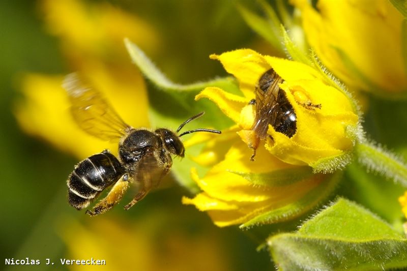 Macropis fulvipes