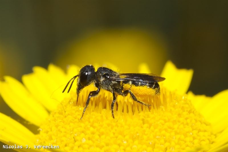 Heriades truncorum