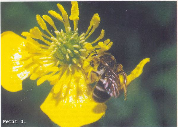 Lasioglossum pallens