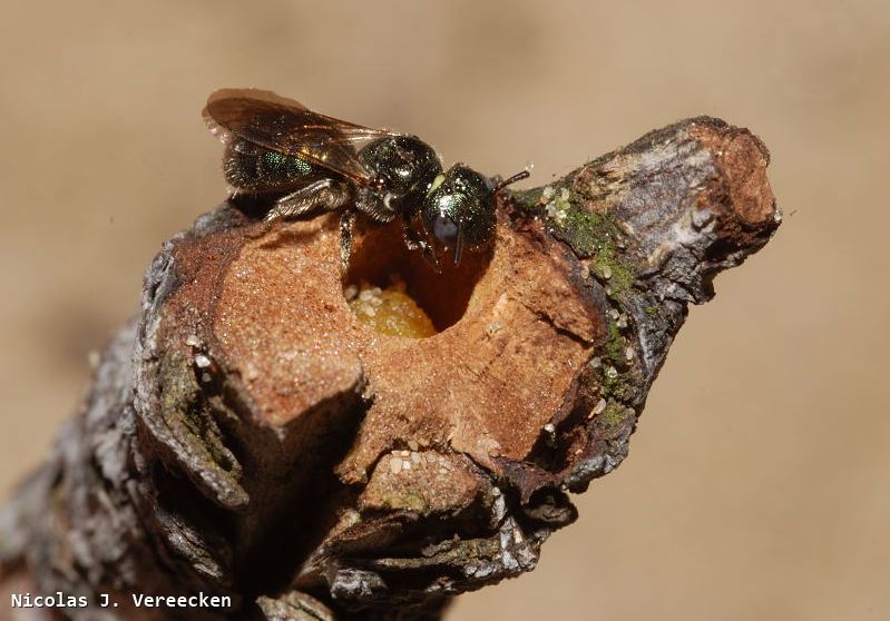 Ceratina cyanea