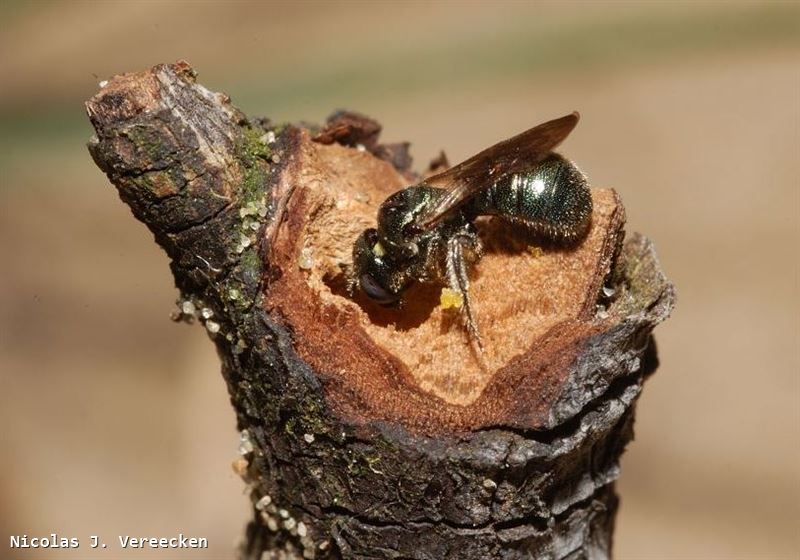 Ceratina cyanea