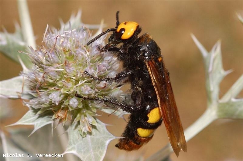 Megascolia maculata maculata