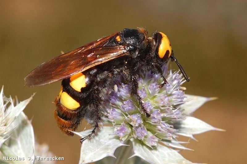 Megascolia maculata maculata