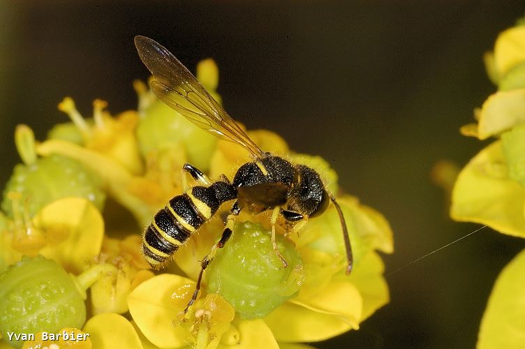 Cerceris quinquefasciata