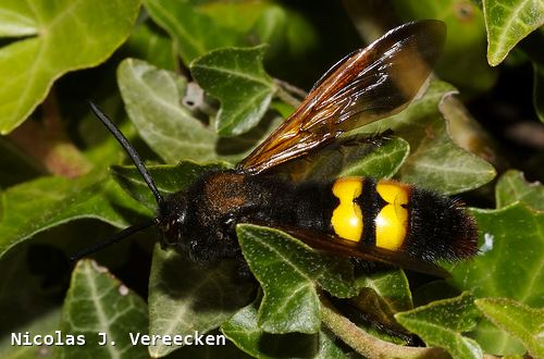 Megascolia maculata flavifrons var haemorrhoidalis