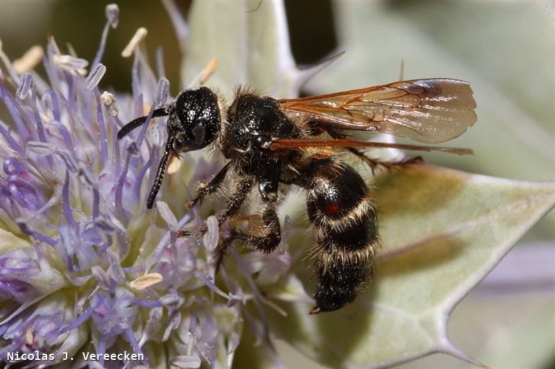 Colpa quinquecincta