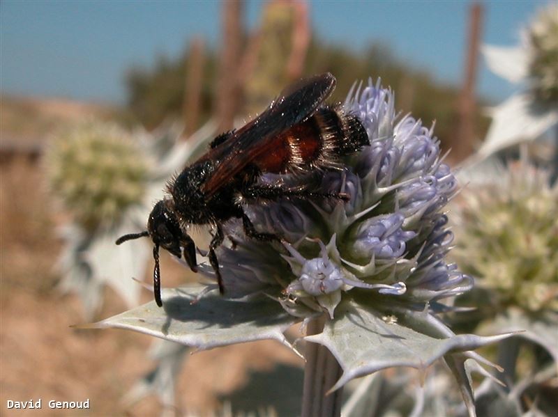 Colpa quinquecincta var. abdominalis