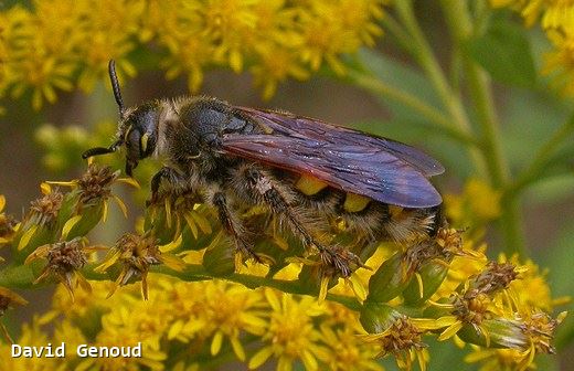 Colpa sexmaculata