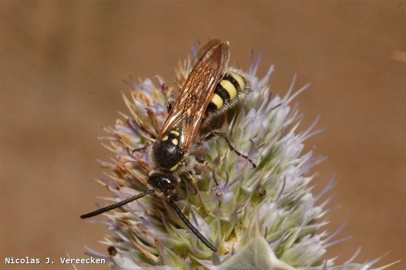 Colpa sexmaculata