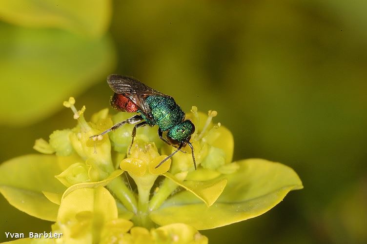 Chrysididae