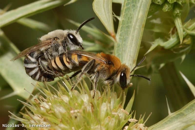 Colletes hylaeiformis