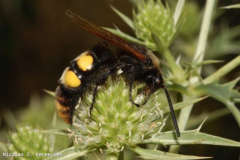 Megascolia maculata maculata