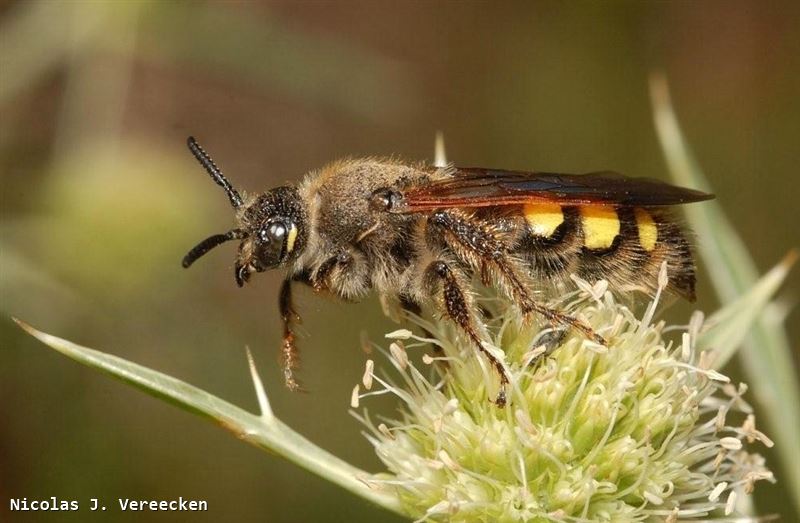 Colpa sexmaculata